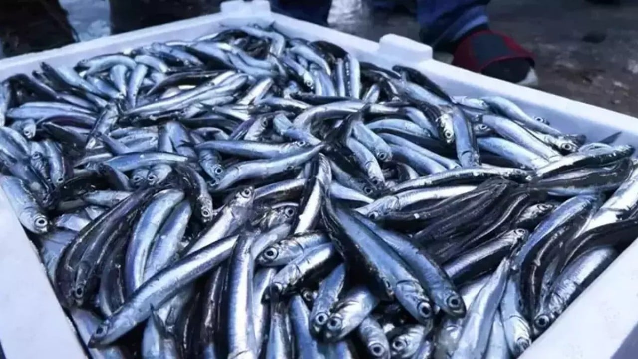 Foto - Hamsi hüsranı