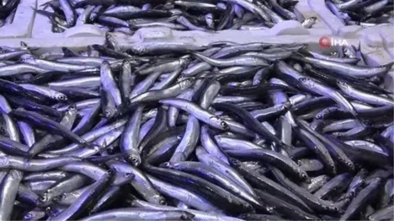 Foto - Hamsi hüsranı