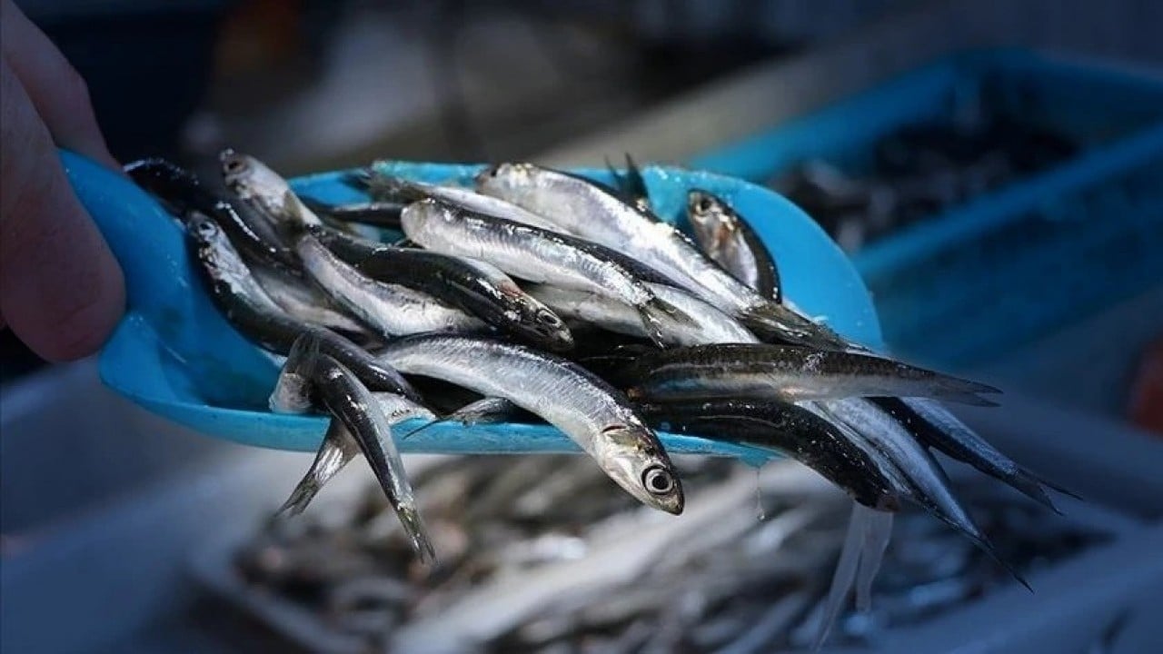 Foto - Hamsi hüsranı