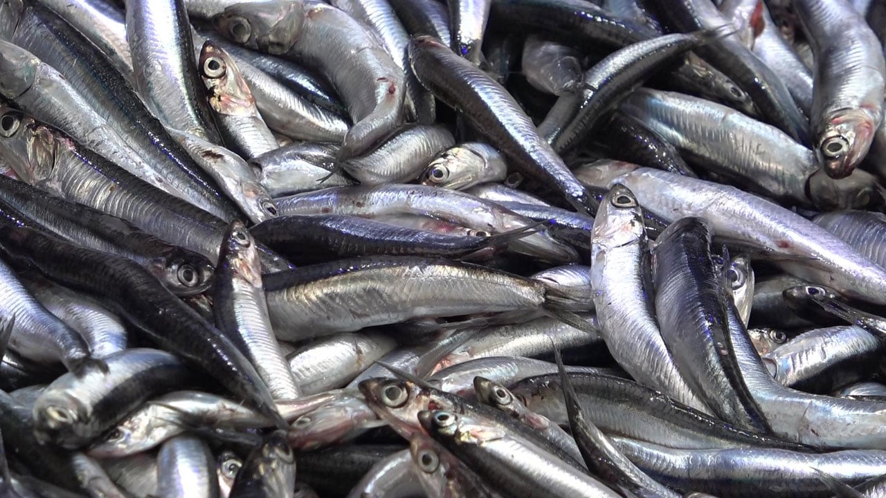 Hamsi izdihamı! Balıkçı öyle bir fiyat açıkladı ki…