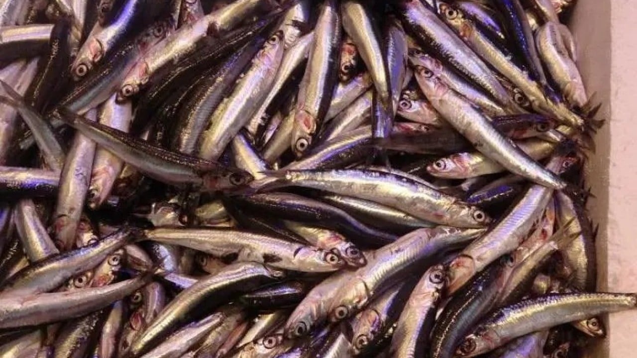 Foto - Hamsiden 12 milyon dolarlık kazanç!