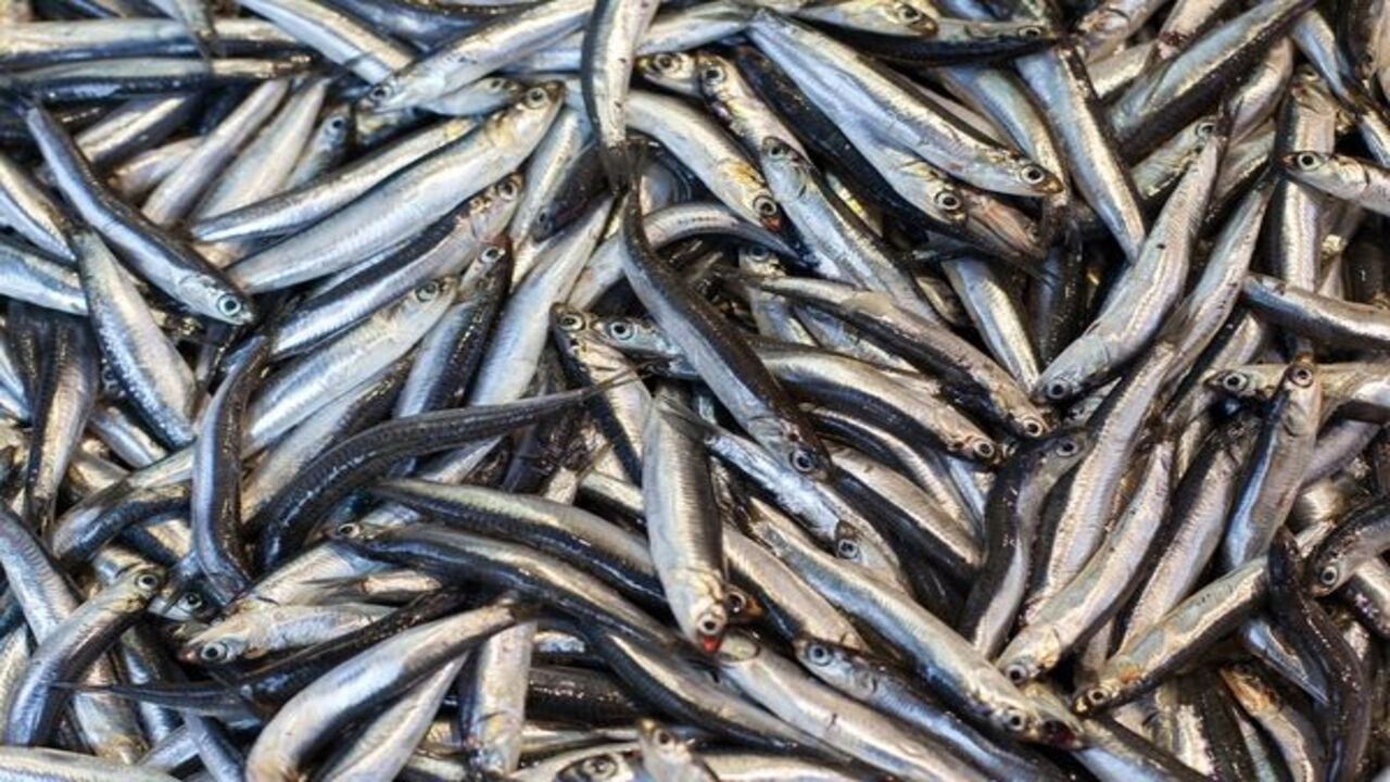 Foto - Hamsiden 12 milyon dolarlık kazanç!