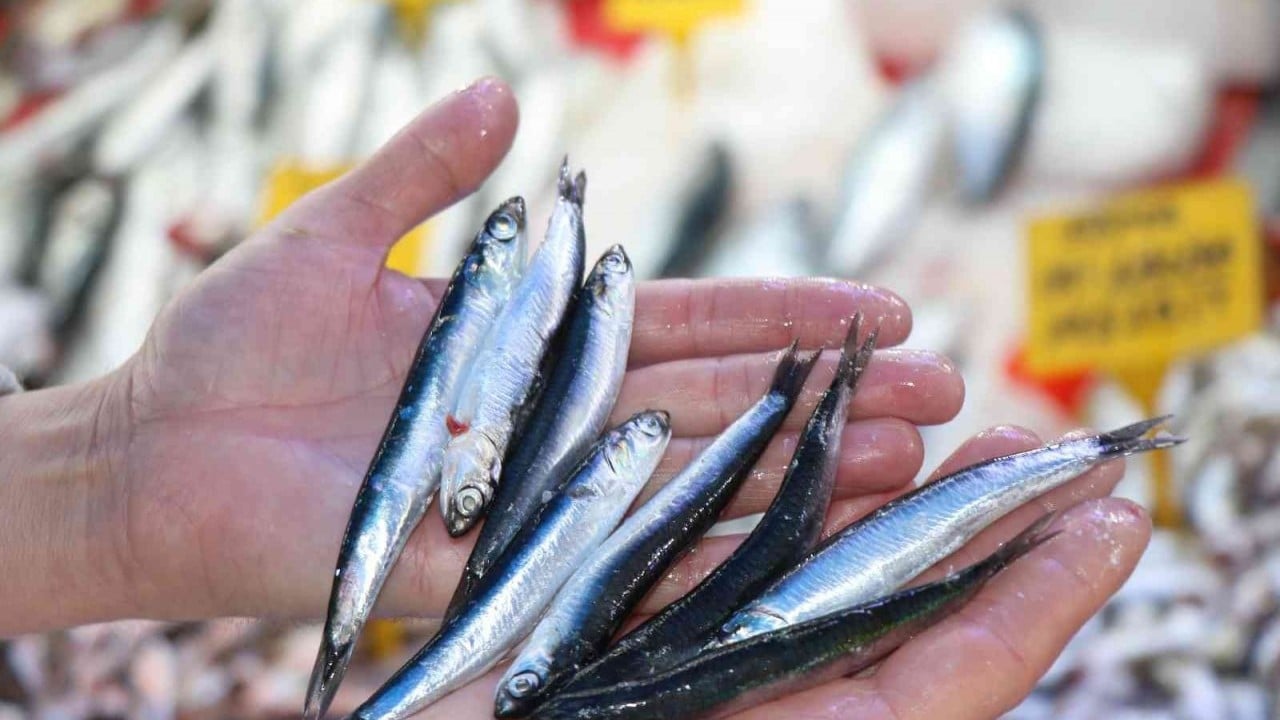 Foto - Hamsiden 12 milyon dolarlık kazanç!