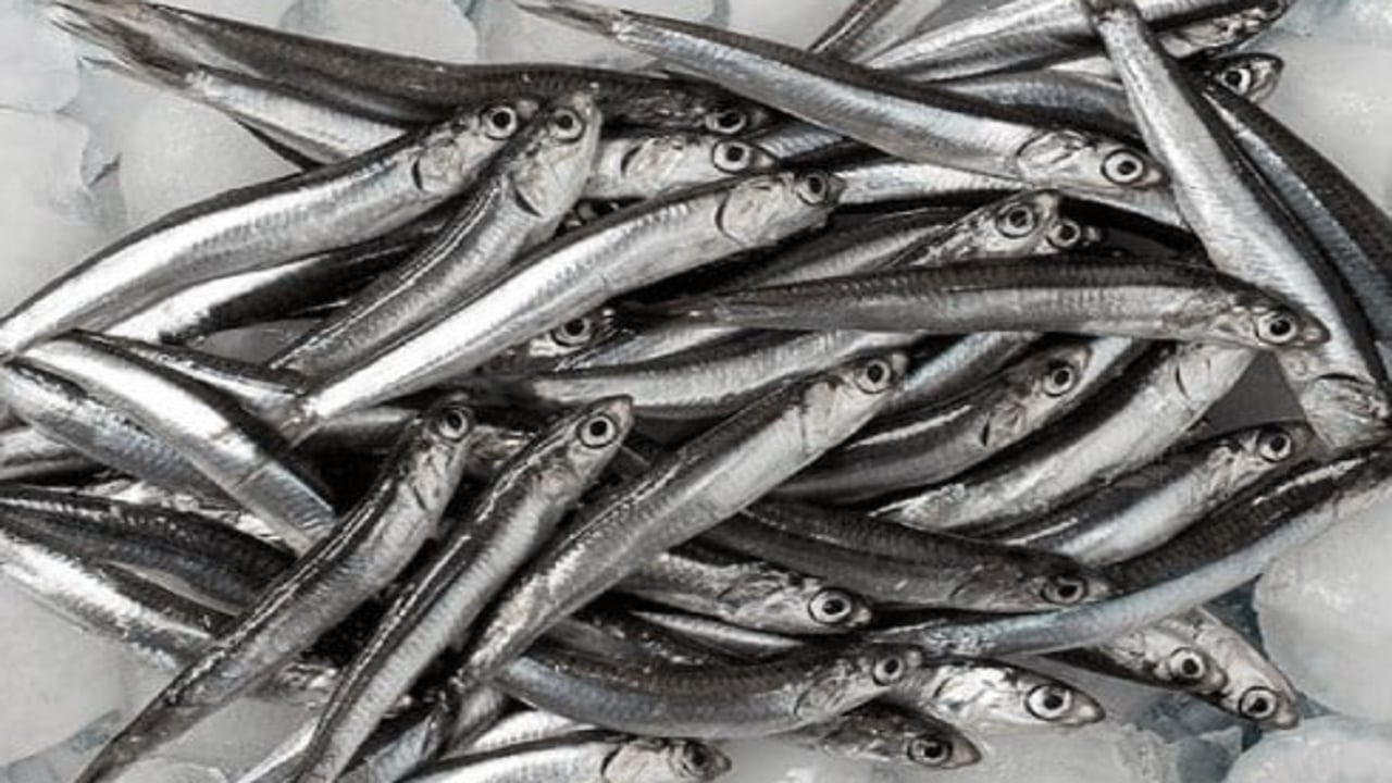 Foto - Hamsiden 12 milyon dolarlık kazanç!