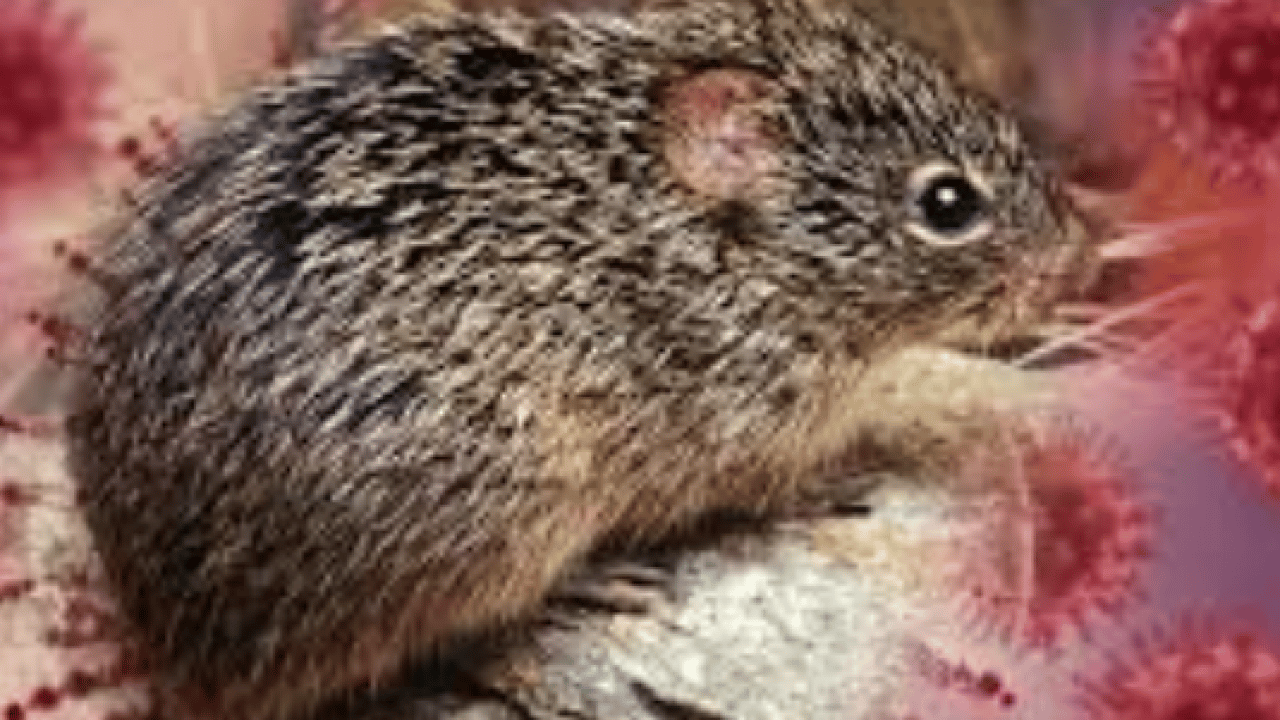 Foto - Hantavirüs nedir, Türkiye dahil 12 ülke uyarıldı! Reuters sordu, her şey belli oldu! ABD harekete geçti