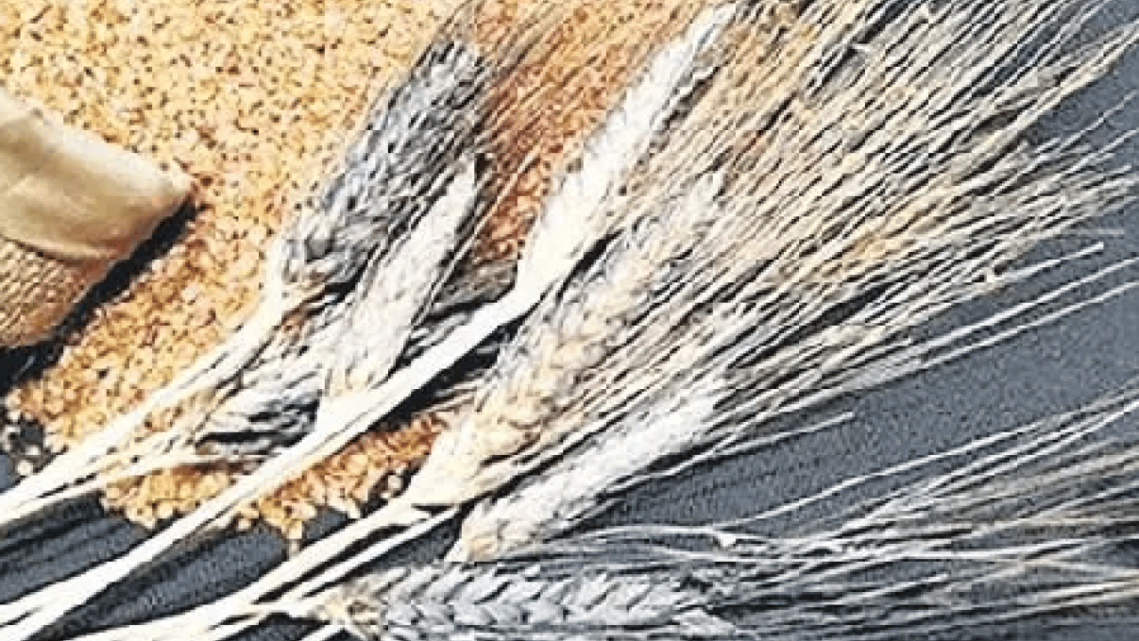 Foto - Has aromasıyla... Sofraların yeni yıldızı olacak! Hem sağlıklı hem lezzetli