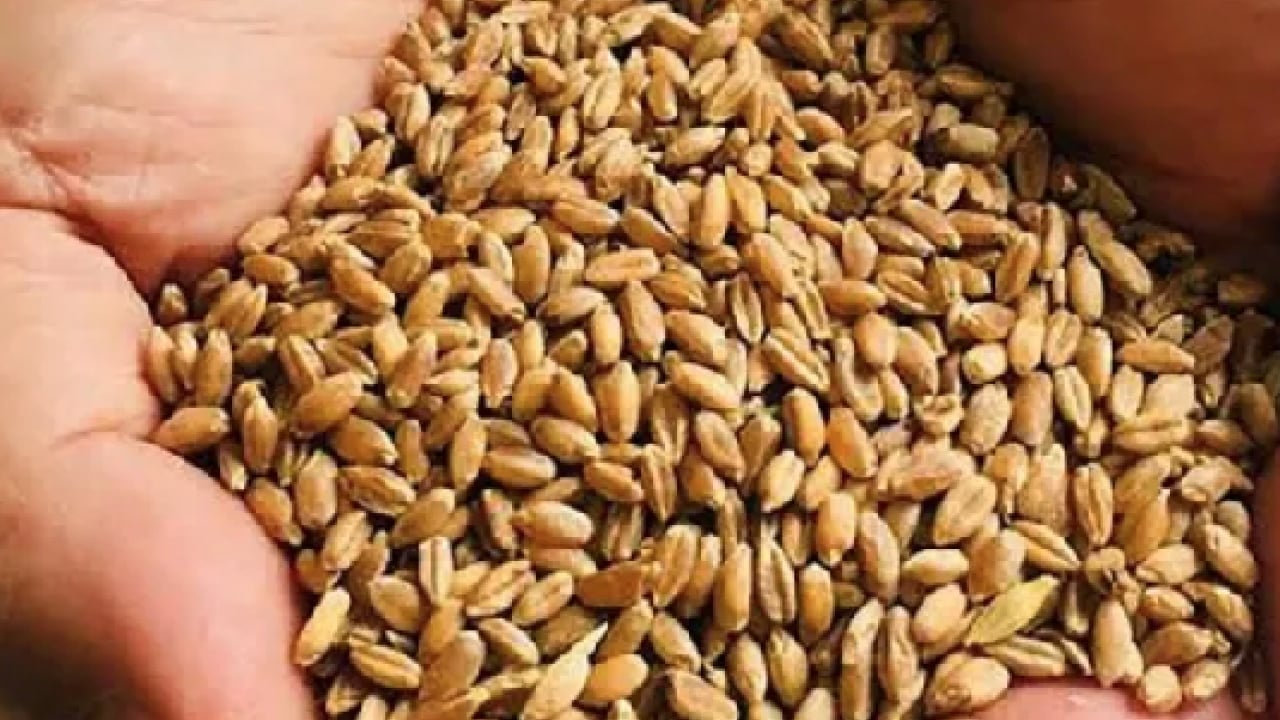 Foto - Has aromasıyla... Sofraların yeni yıldızı olacak! Hem sağlıklı hem lezzetli