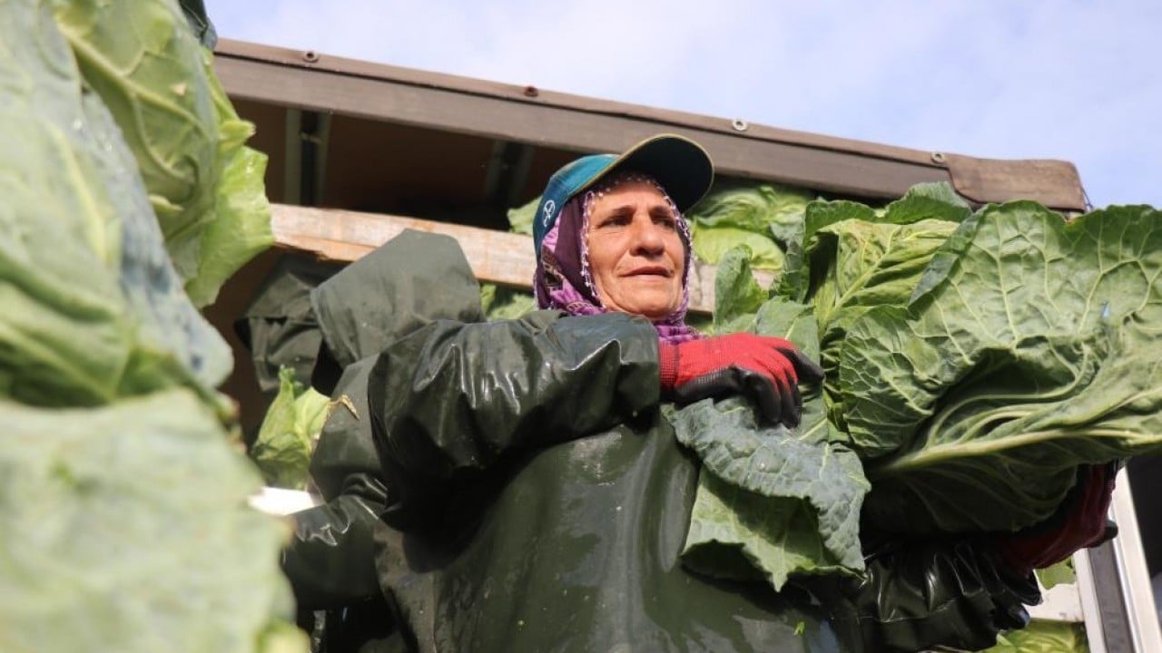 Foto - Hasadın yükü kadınların omuzunda
