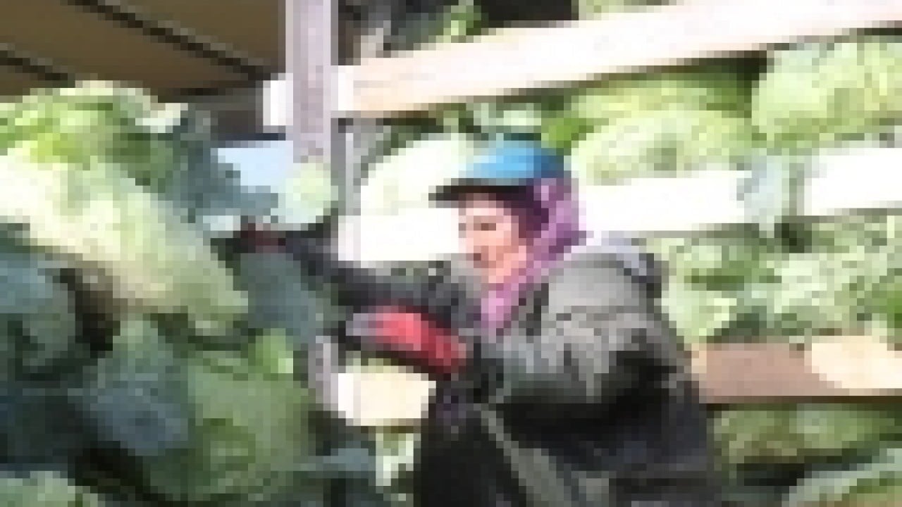 Foto - Hasadın yükü kadınların omuzunda