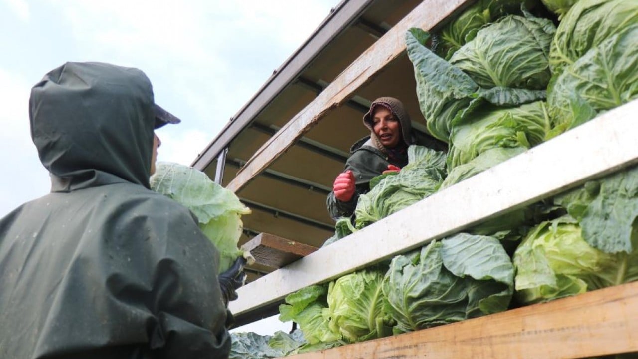 Foto - Hasadın yükü kadınların omuzunda