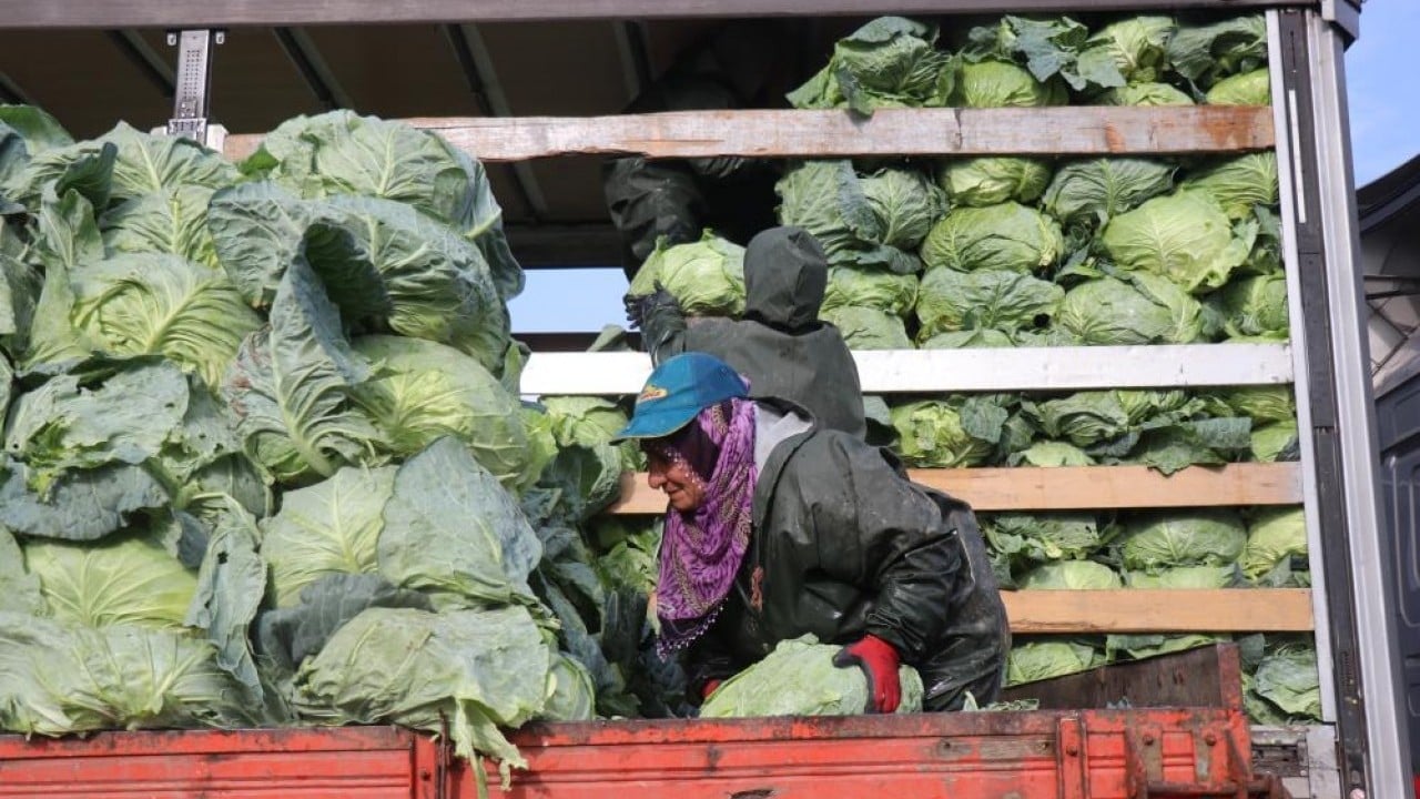 Foto - Hasadın yükü kadınların omuzunda