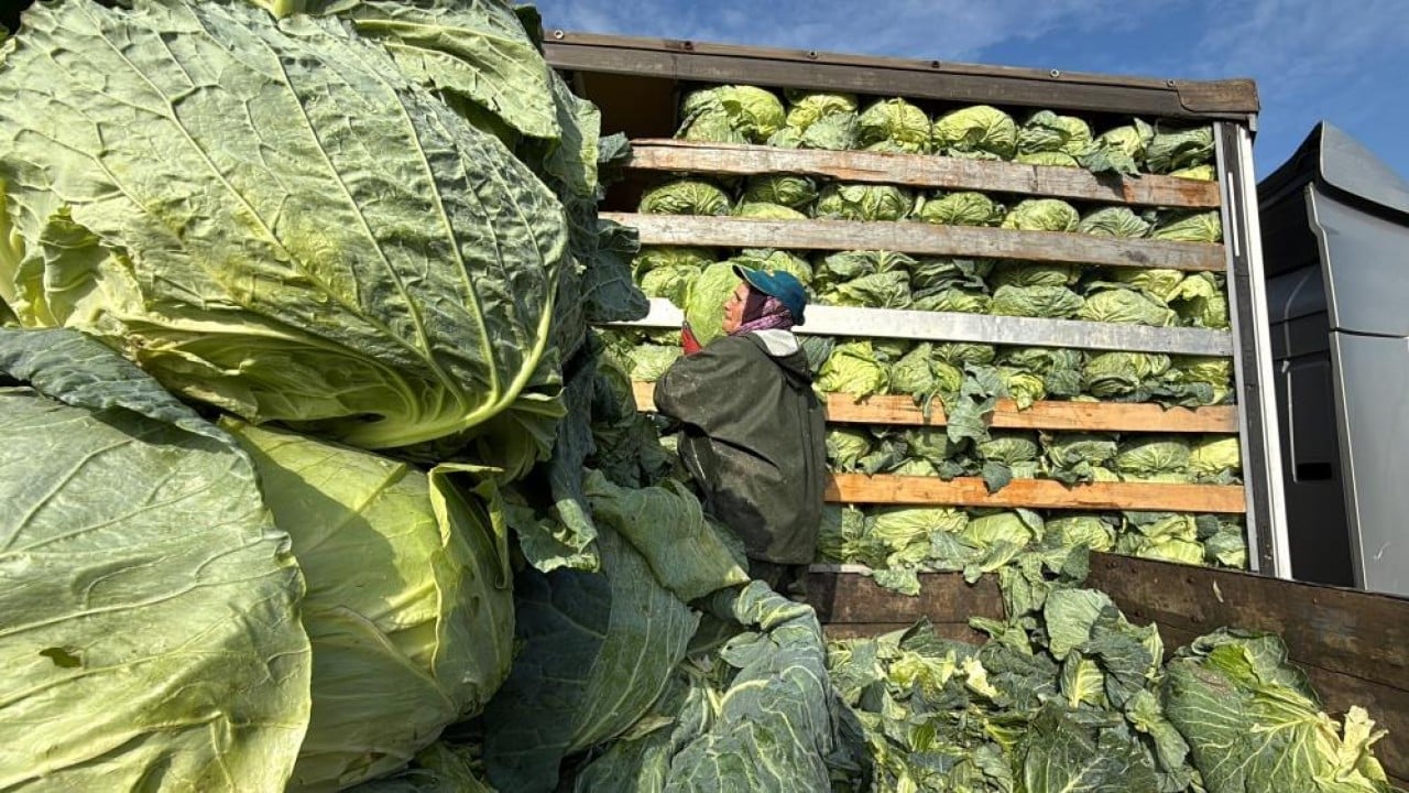 Foto - Hasadın yükü kadınların omuzunda