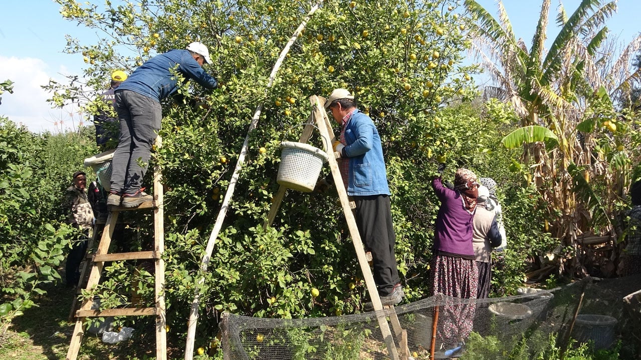 Foto - Hasat sezonu bitiyor! Bahçede 35 lira, tezgahta 160 lira