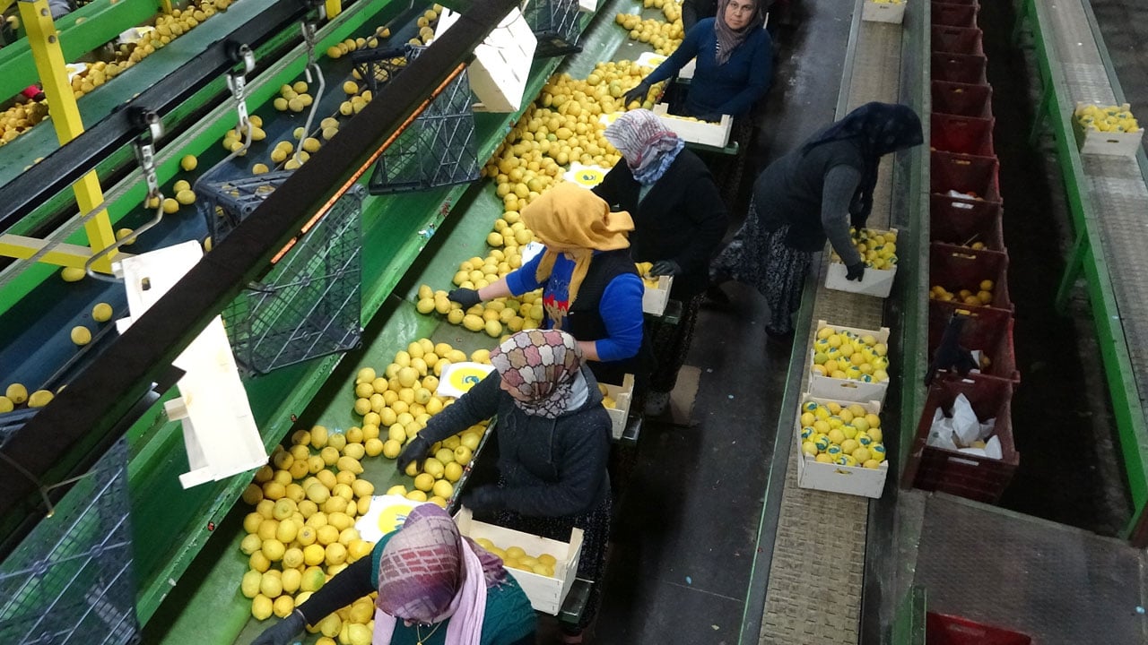 Foto - Hasat sezonu bitiyor! Bahçede 35 lira, tezgahta 160 lira