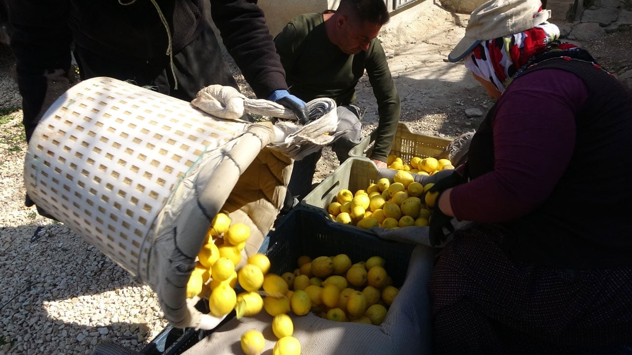 Foto - Hasat sezonu bitiyor! Bahçede 35 lira, tezgahta 160 lira