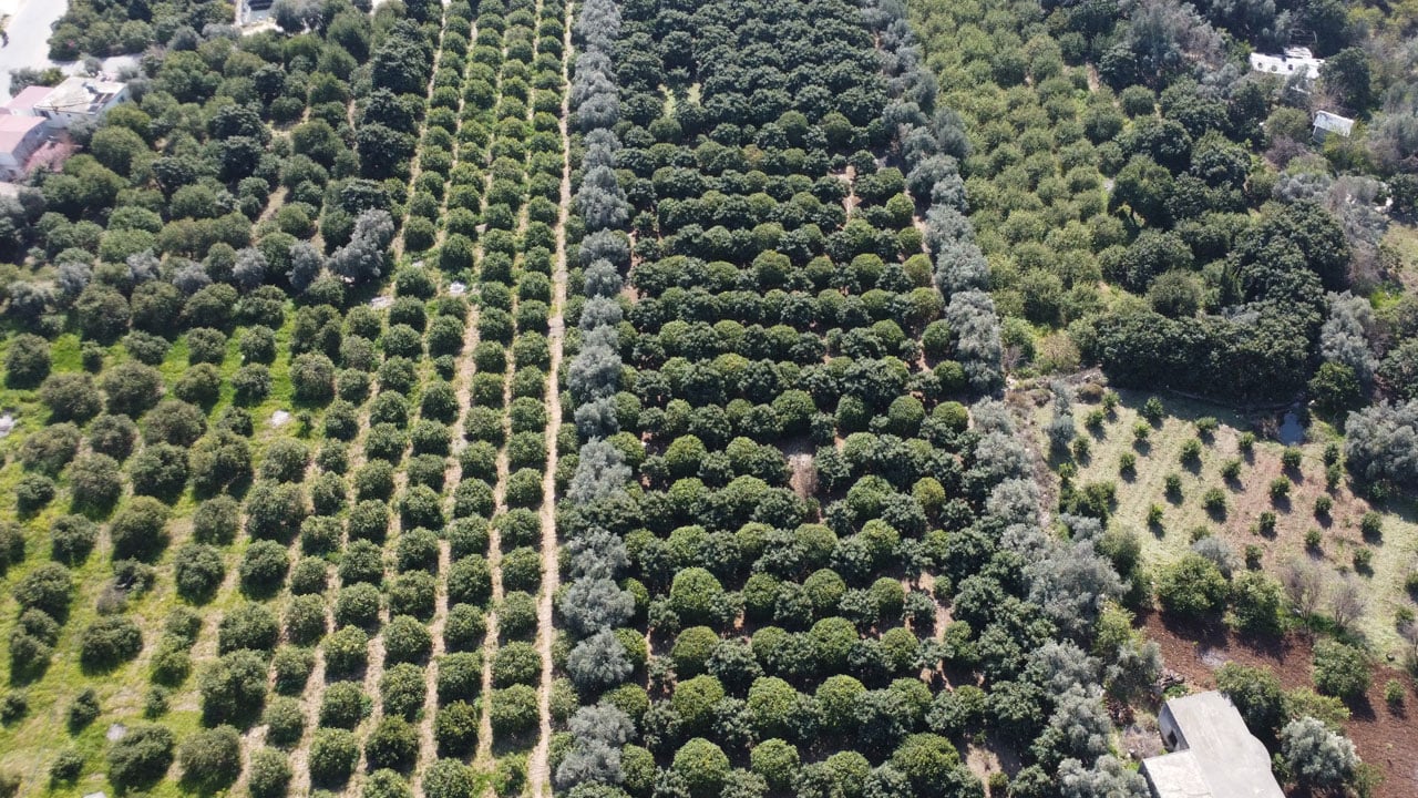 Foto - Hasat sezonu bitiyor! Bahçede 35 lira, tezgahta 160 lira
