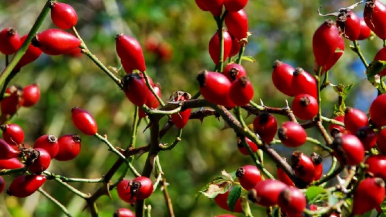 Foto - Hastalık yüzü göstermiyor: Bağışıklık sistemini şaha kaldırıyor