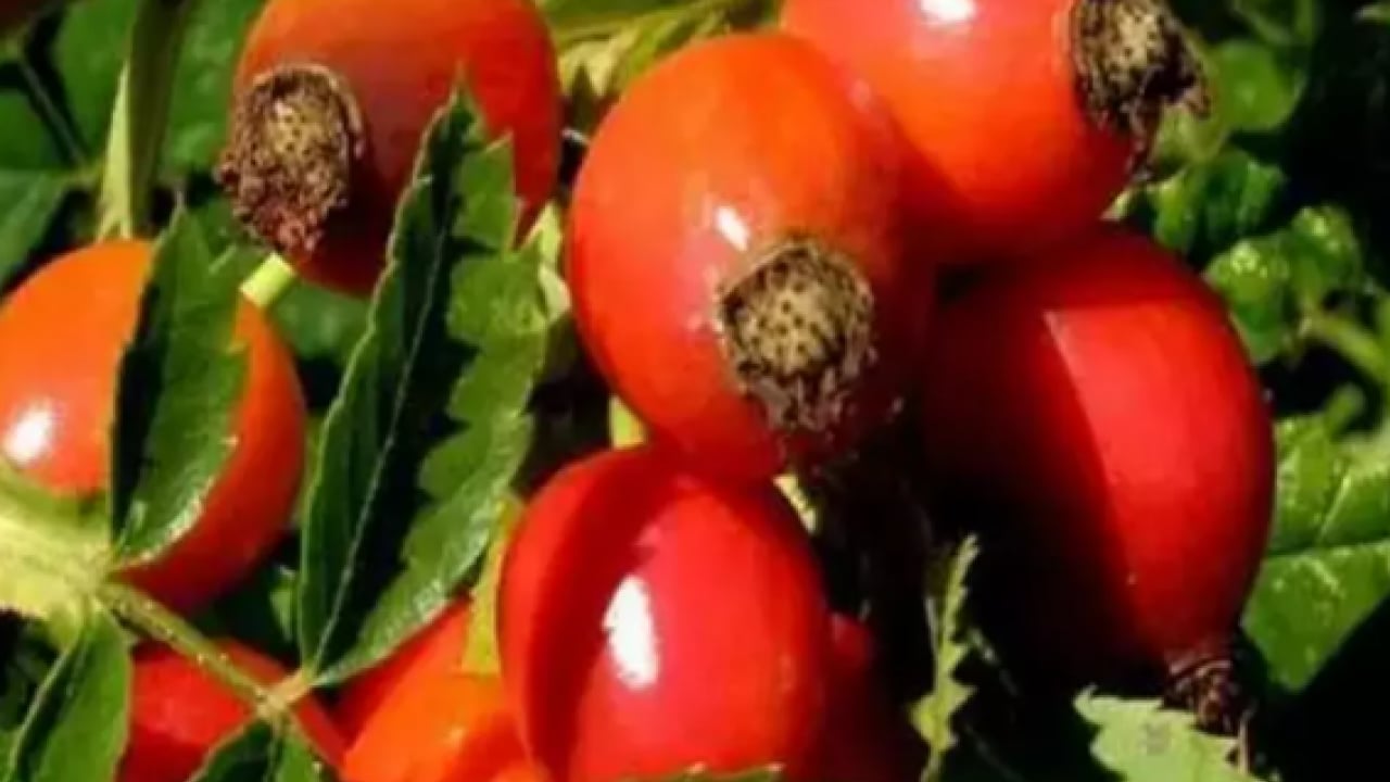 Foto - Hastalık yüzü göstermiyor: Bağışıklık sistemini şaha kaldırıyor