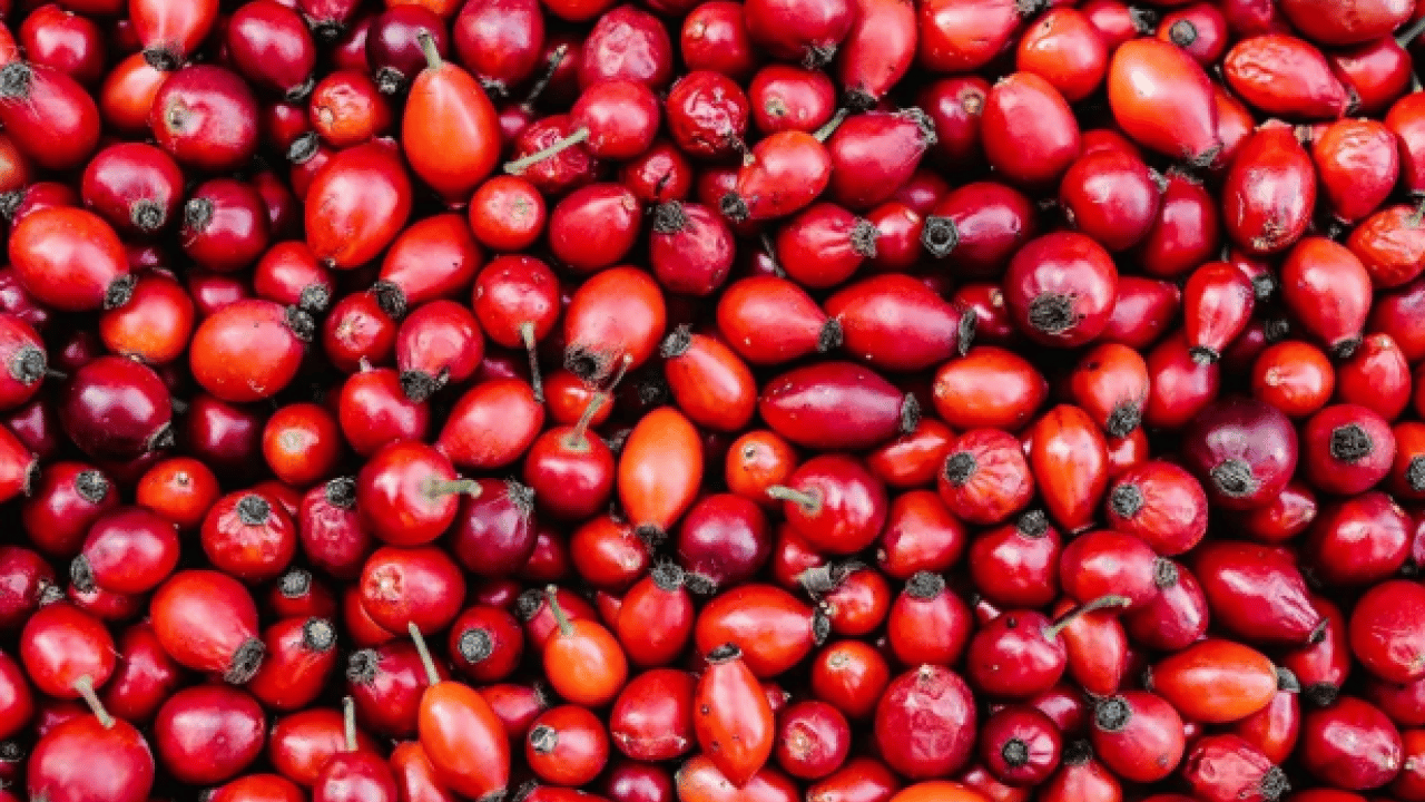 Hastalık yüzü göstermiyor: Bağışıklık sistemini şaha kaldırıyor