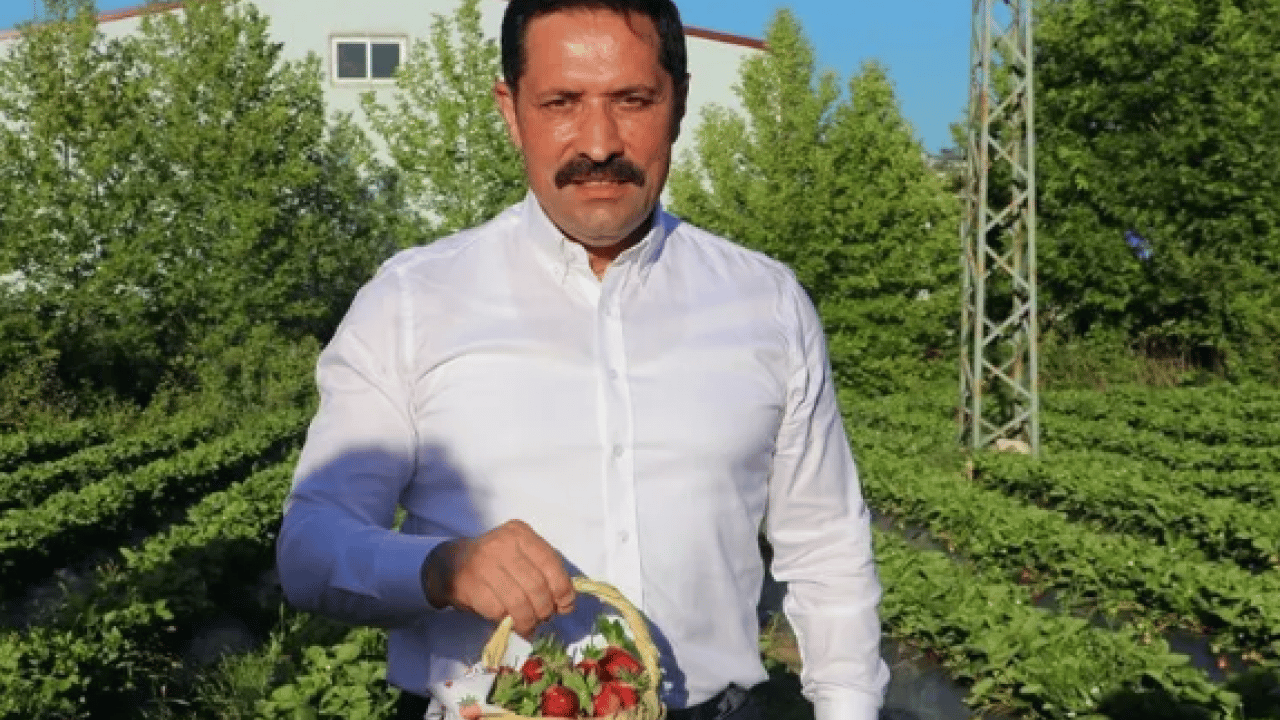Foto - Hatay’da çilek hasadı verimli geçti! Rekolte yüzleri güldürdü 