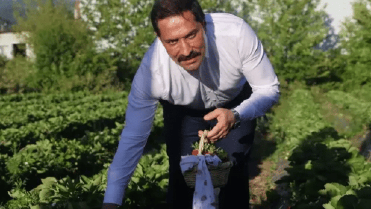 Foto - Hatay’da çilek hasadı verimli geçti! Rekolte yüzleri güldürdü 