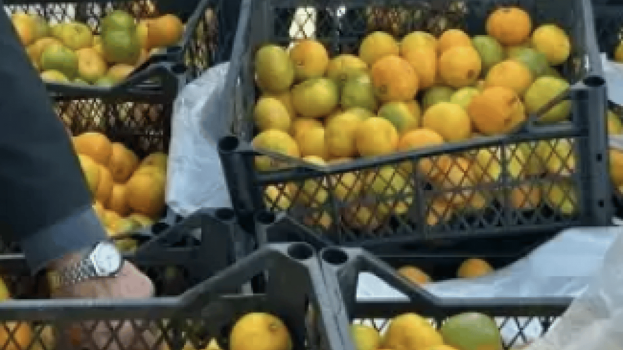 Hatay'da üreticiler alıcı çıkmayan tonlarca mandalinayı ücretsiz dağıttı