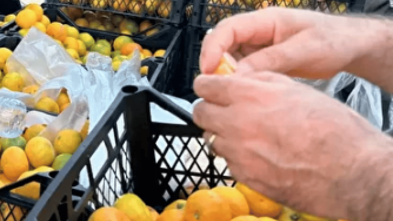 Foto - Hatay'da üreticiler alıcı çıkmayan tonlarca mandalinayı ücretsiz dağıttı