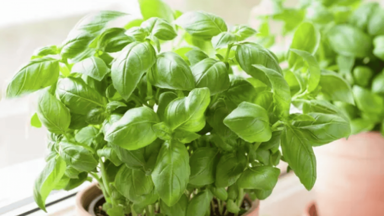 Foto - Havaların ısınmasıyla birlikte... Pencerenin önüne koyarsanız sinekler bir daha yaklaşmayacak