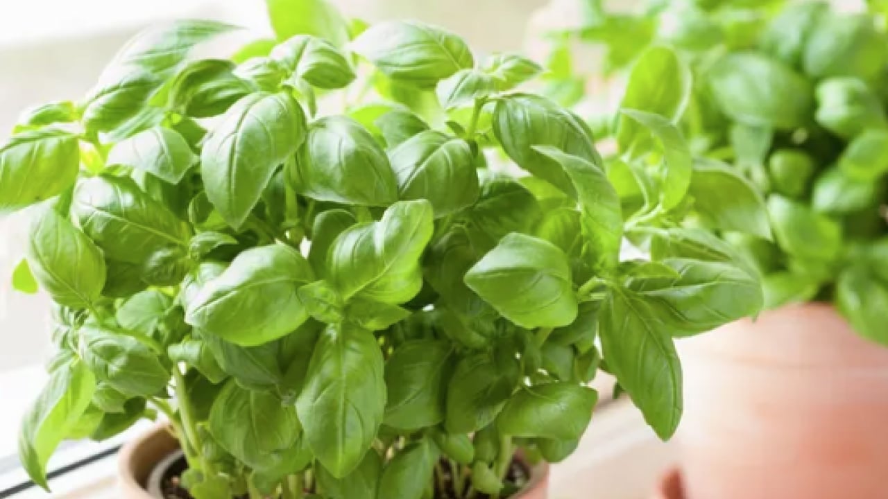 Foto - Havaların ısınmasıyla birlikte... Pencerenin önüne koyarsanız sinekler bir daha yaklaşmayacak