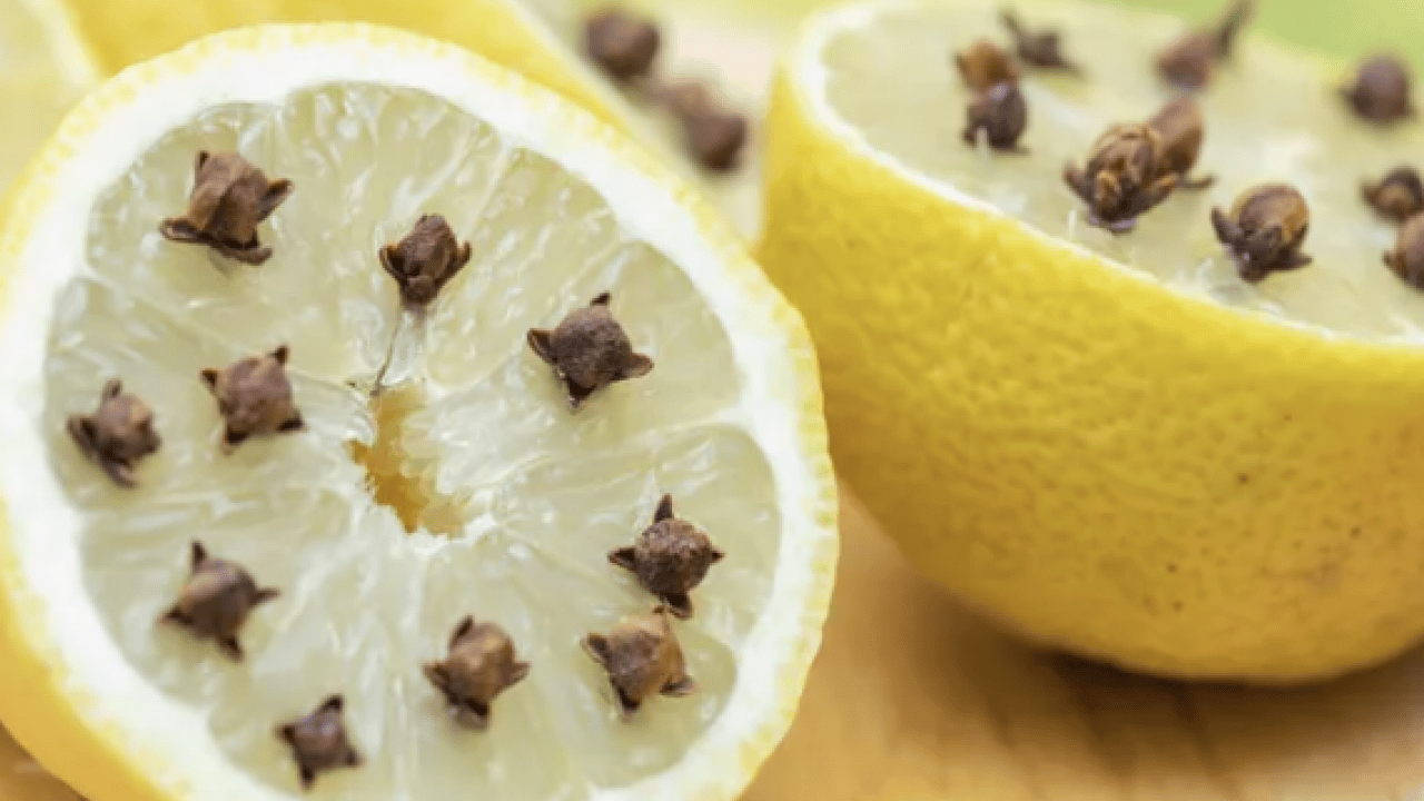 Foto - Havaların ısınmasıyla birlikte... Pencerenin önüne koyarsanız sinekler bir daha yaklaşmayacak