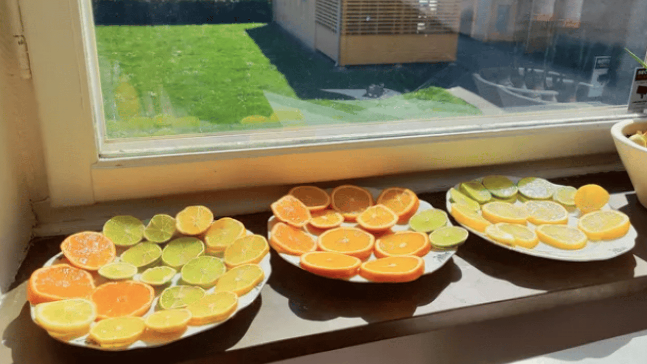 Foto - Havaların ısınmasıyla birlikte... Pencerenin önüne koyarsanız sinekler bir daha yaklaşmayacak