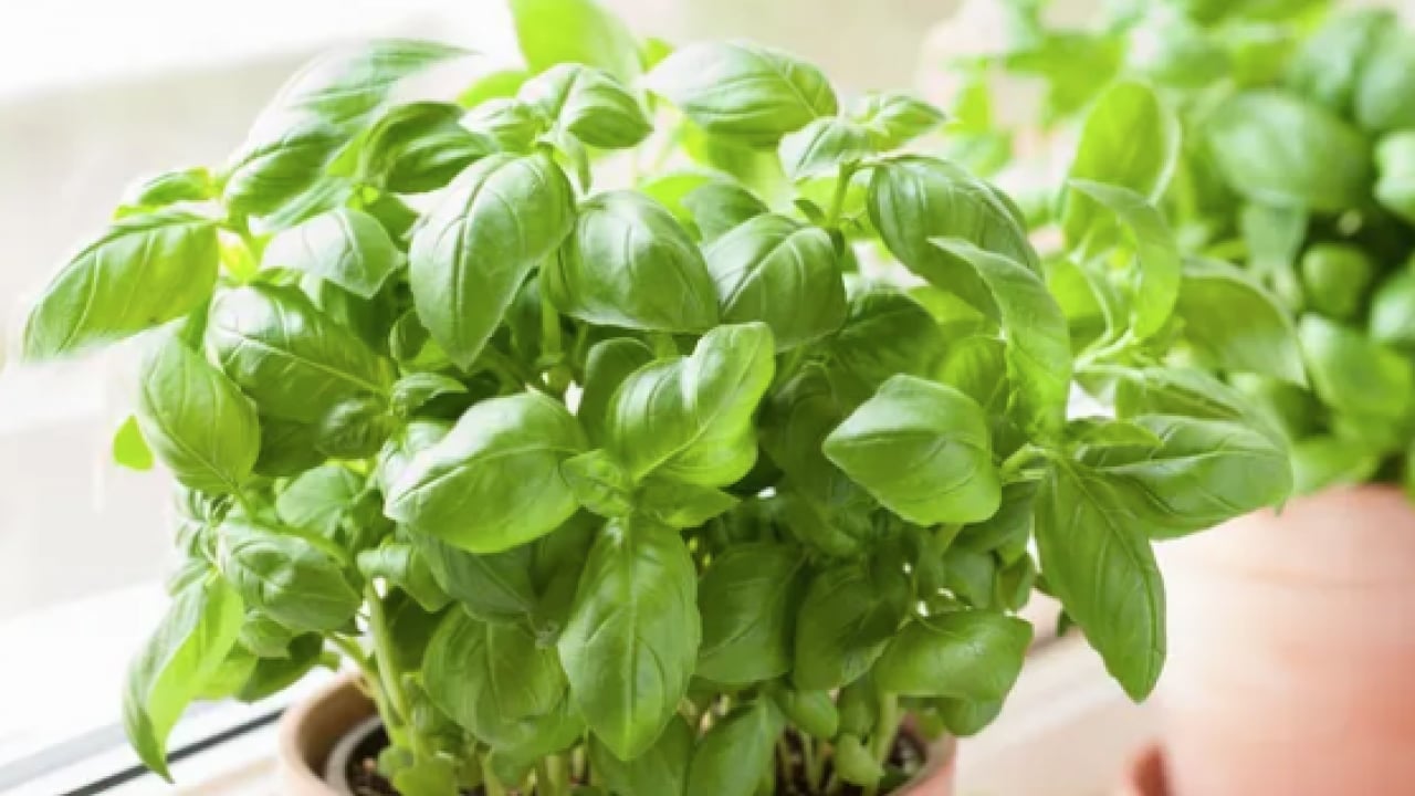 Foto - Havaların ısınmasıyla birlikte... Pencerenin önüne koyarsanız sinekler bir daha yaklaşmayacak