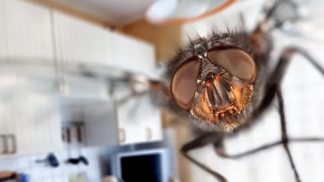 Havaların ısınmasıyla birlikte... Pencerenin önüne koyarsanız sinekler bir daha yaklaşmayacak