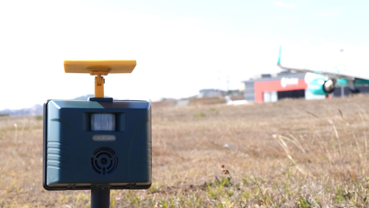 Foto - Havalimanları ornitologlara emanet