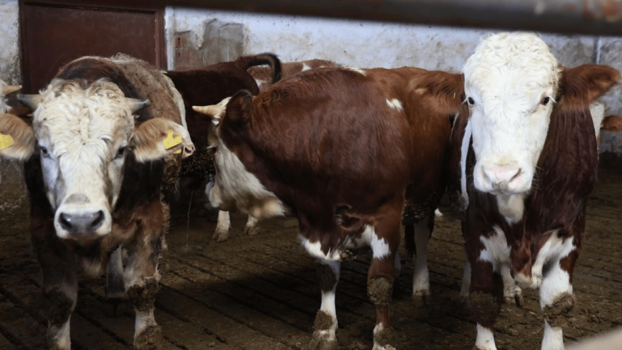 Foto - Hayaldi gerçek oldu: Yüzde 60 hibe desteğiyle 300 hayvanlık çiftlik kurdu