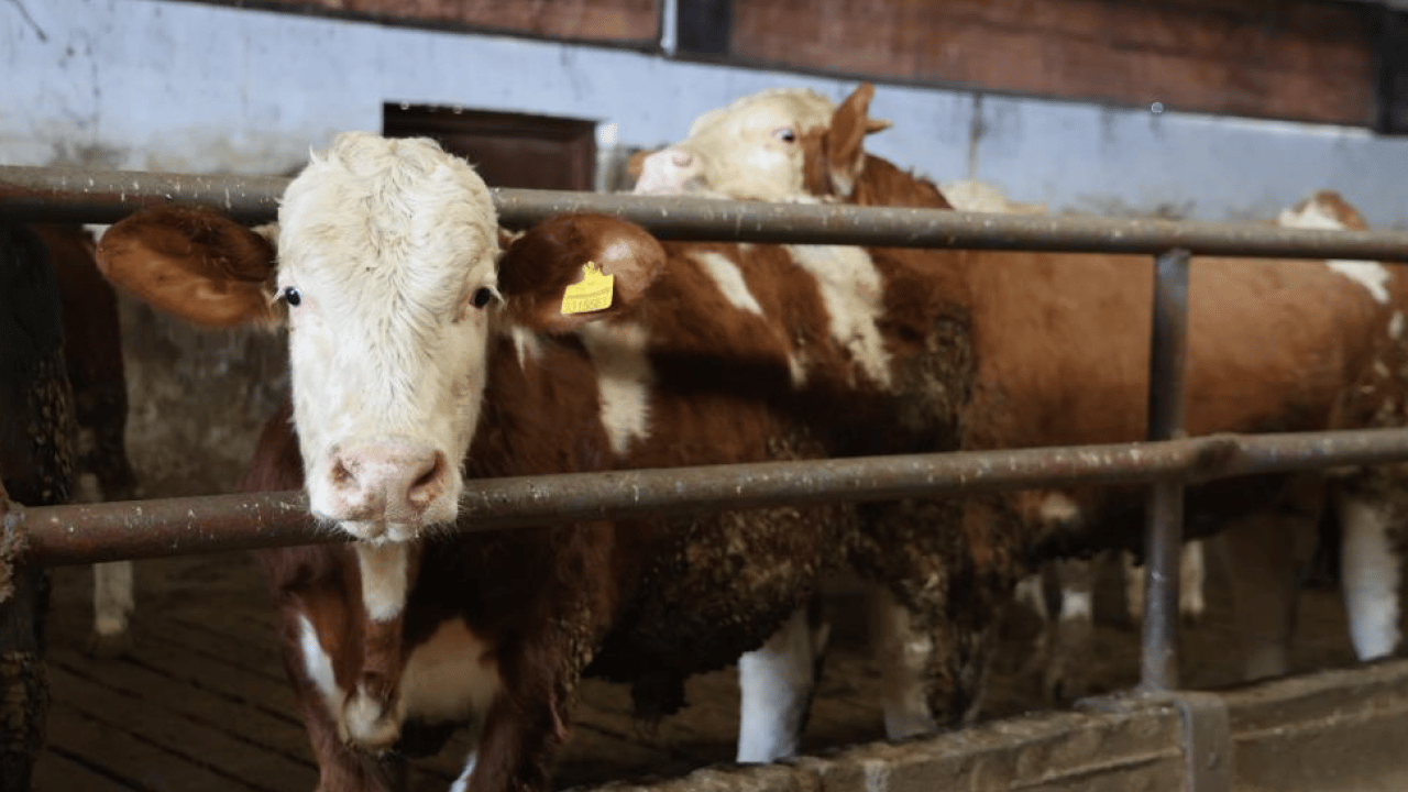 Hayaldi gerçek oldu: Yüzde 60 hibe desteğiyle 300 hayvanlık çiftlik kurdu