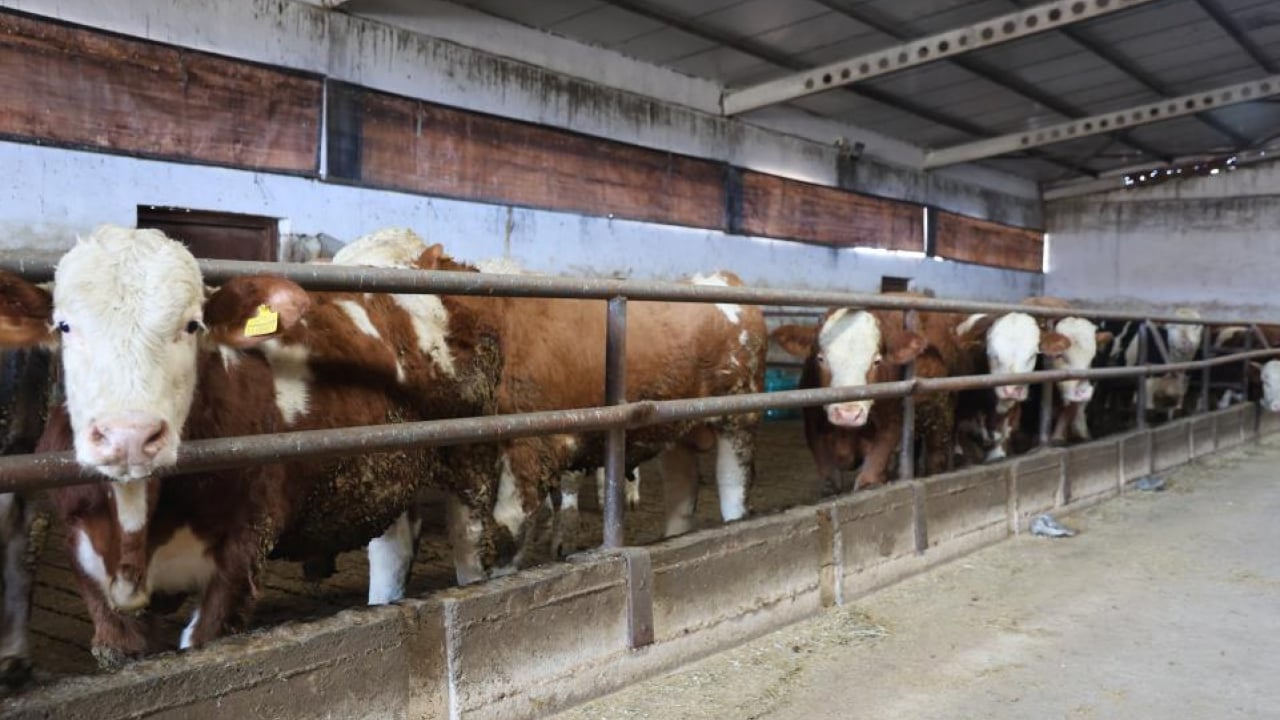 Foto - Hayaldi gerçek oldu: Yüzde 60 hibe desteğiyle 300 hayvanlık çiftlik kurdu