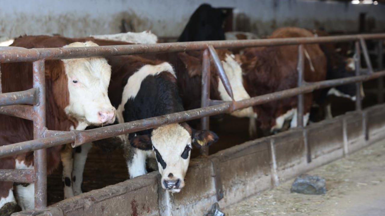 Foto - Hayaldi gerçek oldu: Yüzde 60 hibe desteğiyle 300 hayvanlık çiftlik kurdu