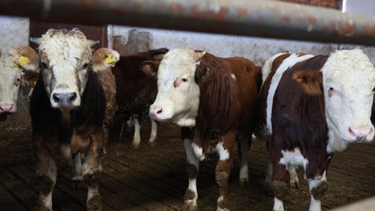 Foto - Hayaldi gerçek oldu: Yüzde 60 hibe desteğiyle 300 hayvanlık çiftlik kurdu