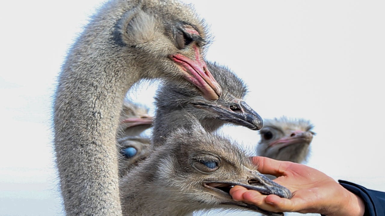 Foto - Hayalini Kars'ta gerçekleştirdi! İstanbul’u bıraktı deve kuşu imparatorluğu kurdu
