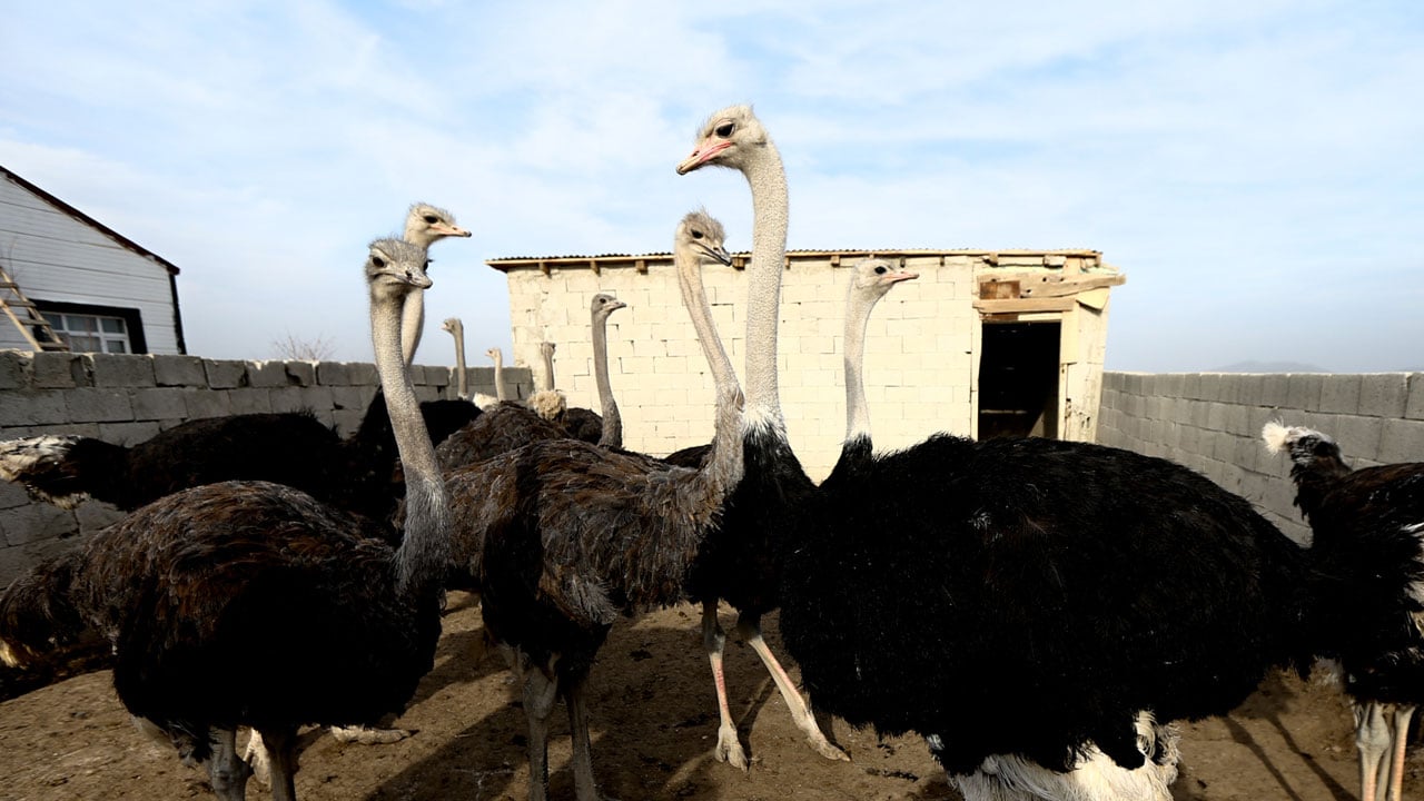 Foto - Hayalini Kars'ta gerçekleştirdi! İstanbul’u bıraktı deve kuşu imparatorluğu kurdu