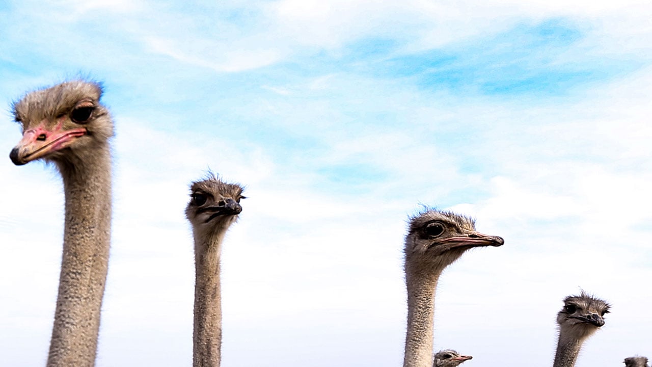 Foto - Hayalini Kars'ta gerçekleştirdi! İstanbul’u bıraktı deve kuşu imparatorluğu kurdu
