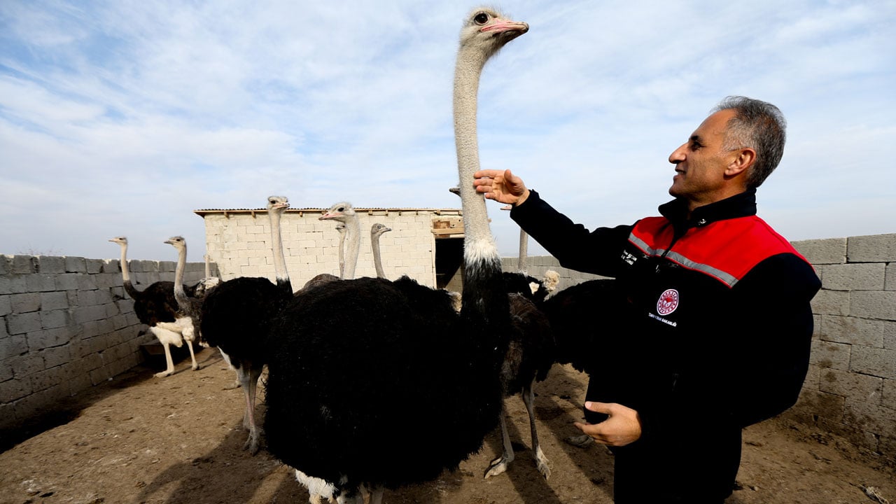 Hayalini Kars'ta gerçekleştirdi! İstanbul’u bıraktı deve kuşu imparatorluğu kurdu