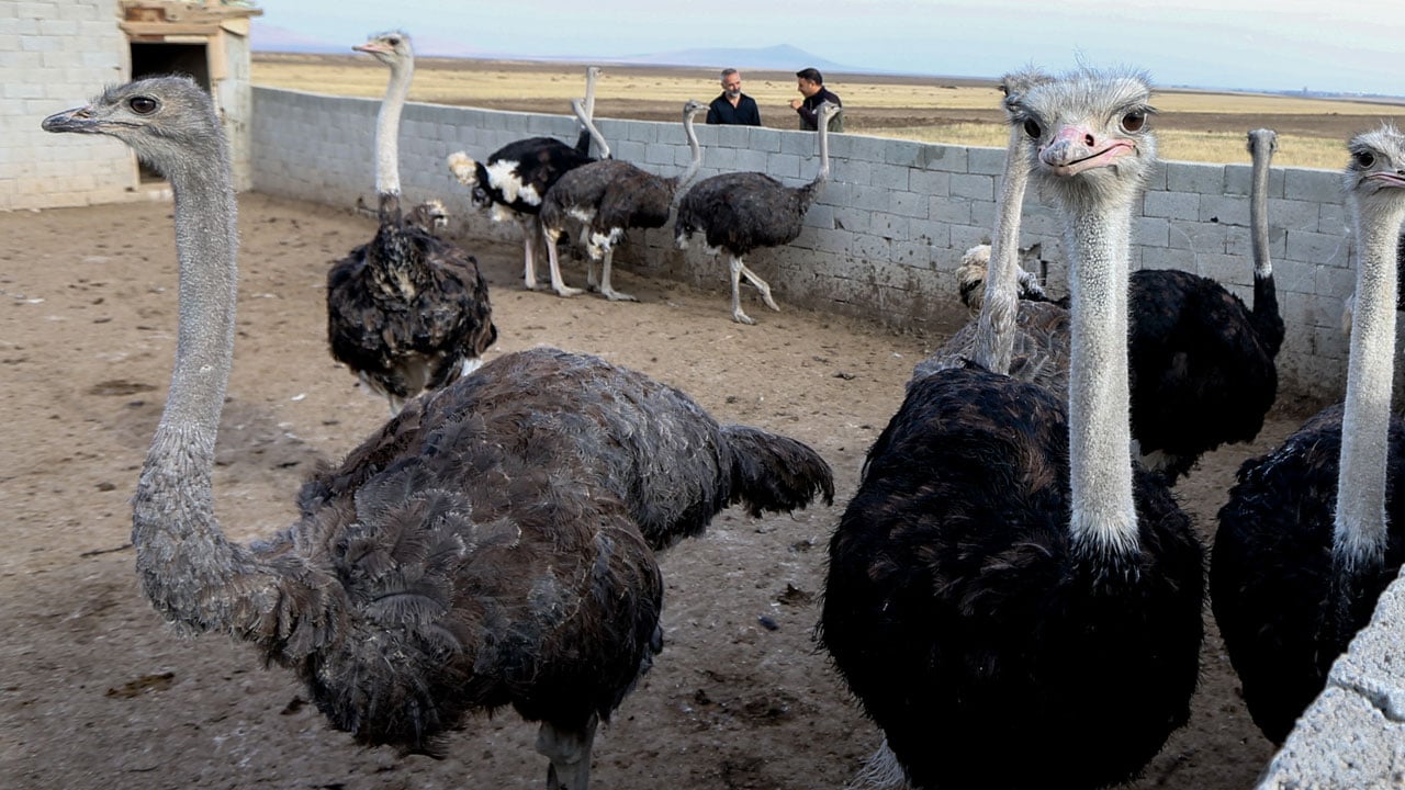 Foto - Hayalini Kars'ta gerçekleştirdi! İstanbul’u bıraktı deve kuşu imparatorluğu kurdu