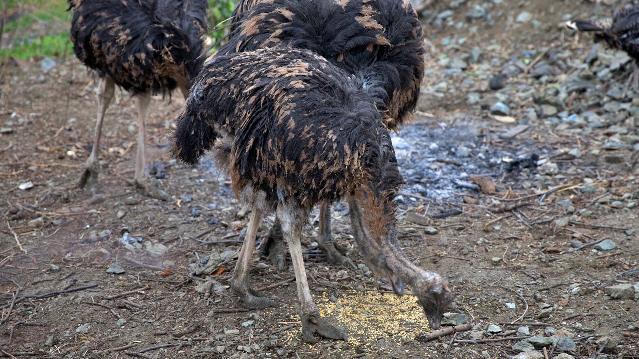 Hayalleri yeniden şekillendi! Hediye gelen deve kuşu hayatını değiştirdi