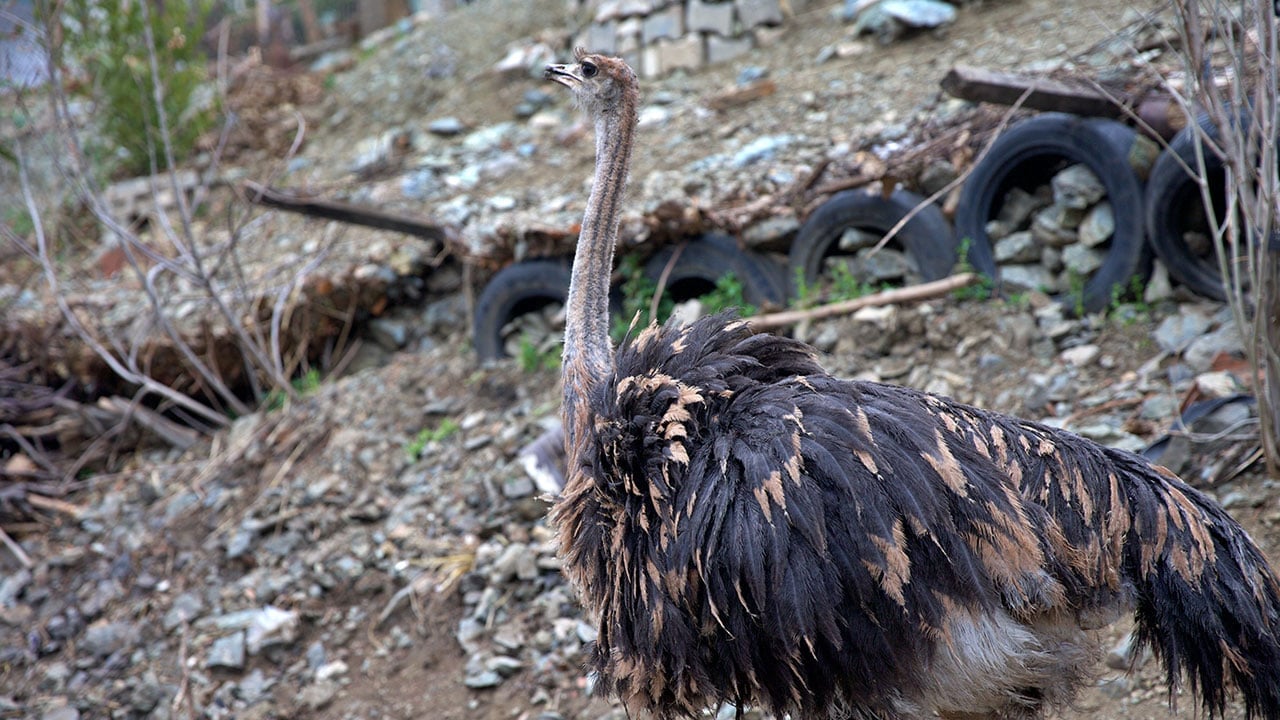 Foto - Hayalleri yeniden şekillendi! Hediye gelen deve kuşu hayatını değiştirdi