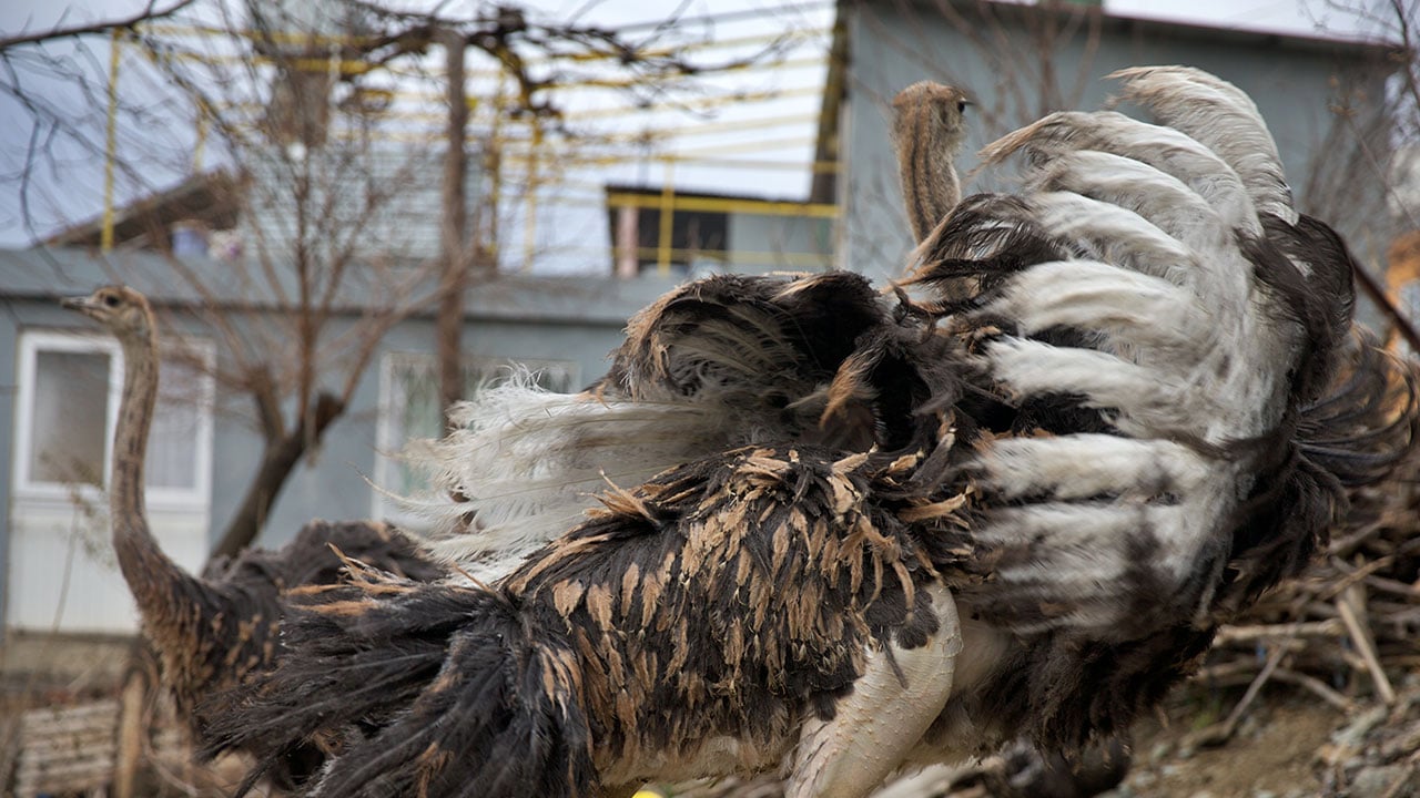 Foto - Hayalleri yeniden şekillendi! Hediye gelen deve kuşu hayatını değiştirdi
