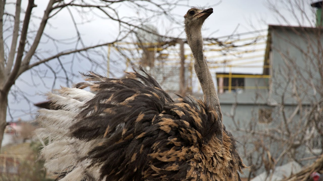 Foto - Hayalleri yeniden şekillendi! Hediye gelen deve kuşu hayatını değiştirdi