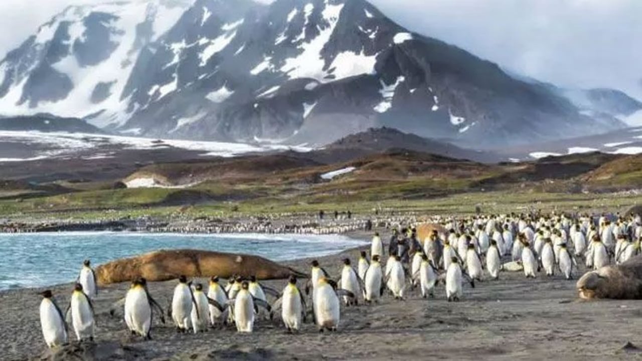 Foto - Hayatları boyunca hiç görmemişler! Şaka gibi ama, bu ülkelerde bir tane bile sivrisinek yok