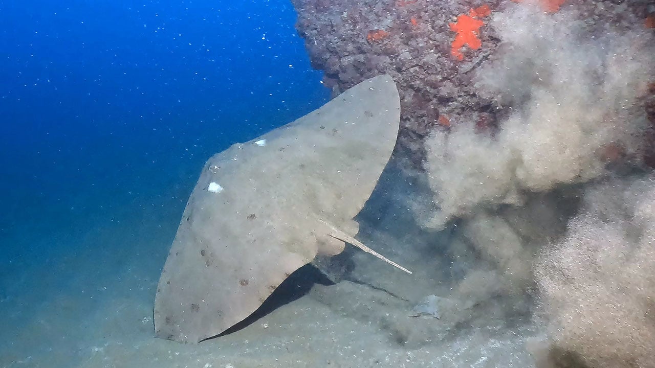 Foto - Hayran bırakan görüntüler! Doğu Akdeniz'in saklı dünyası kayda alındı